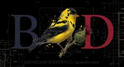 American Goldfinch perched on a thistle stem in side profile, bright yellow body and black cap, watercolor on warm parchment